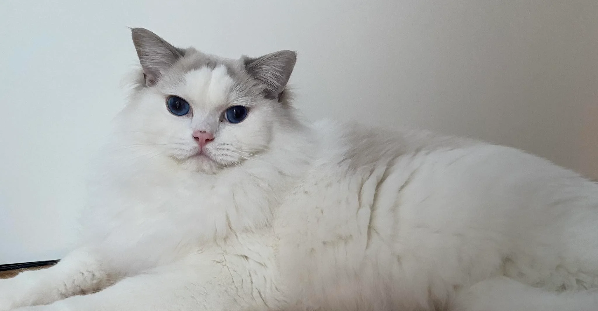 Dorina OnlyFans premium content 4 - dorina.fule exclusive collection