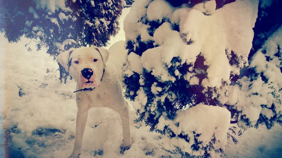 Dorina OnlyFans premium content 3 - dorina.fule exclusive collection