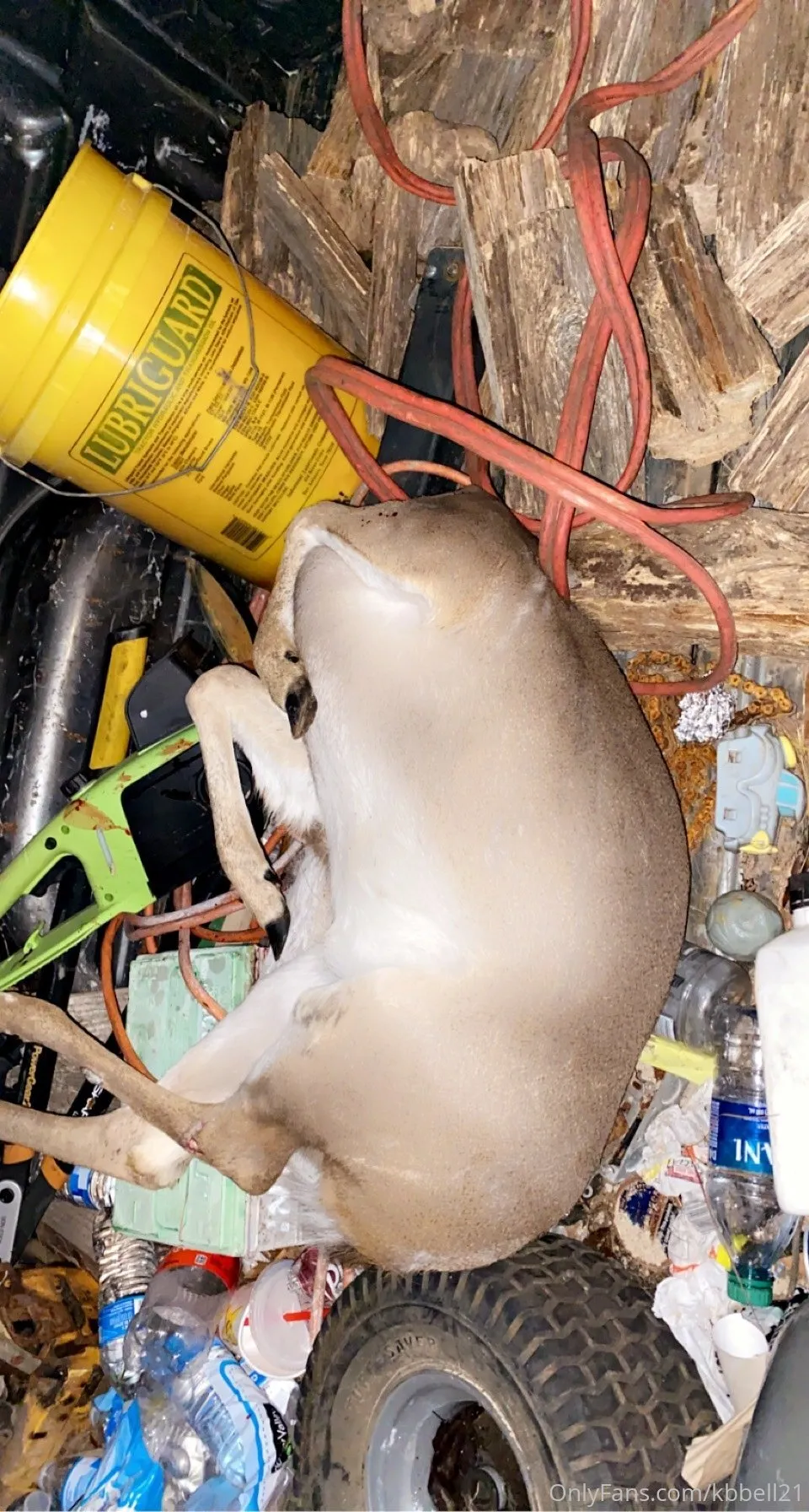 KayB🌸👑 OnlyFans premium content 1 - akb_1120 exclusive collection