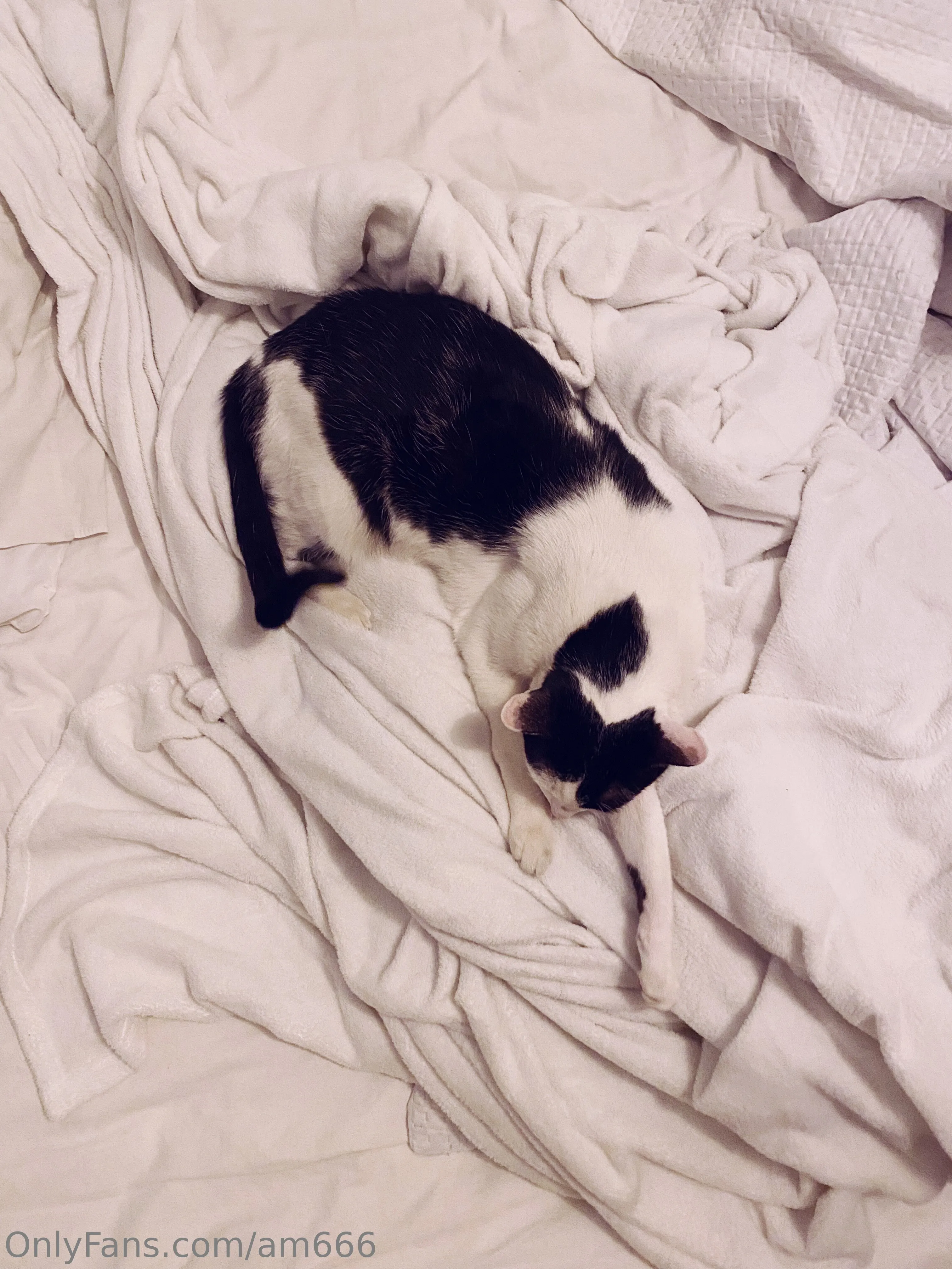 Eva White OnlyFans premium content 4 - am666 exclusive collection