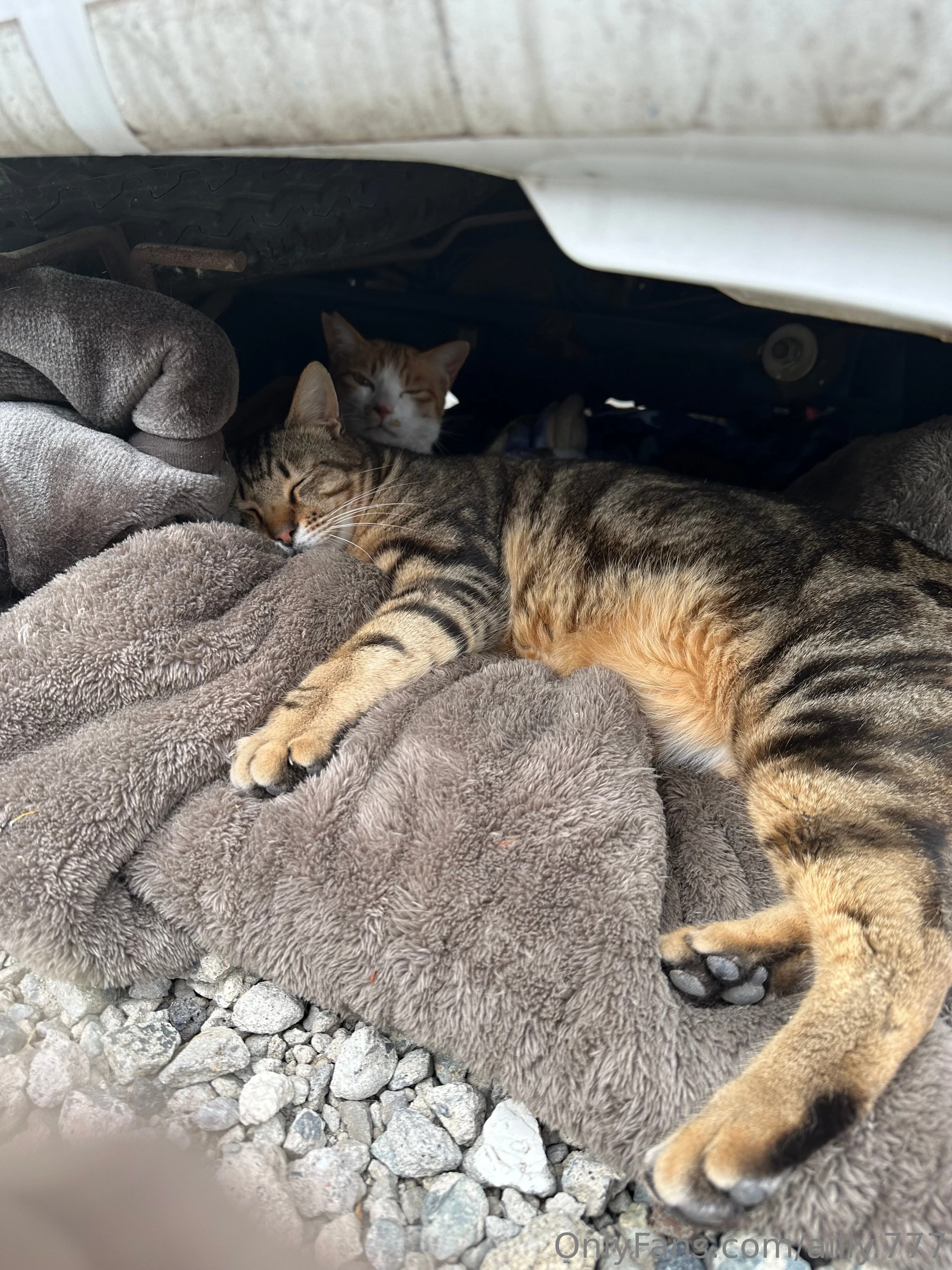 ALLY💋 OnlyFans premium content 1 - ailly.777 exclusive collection