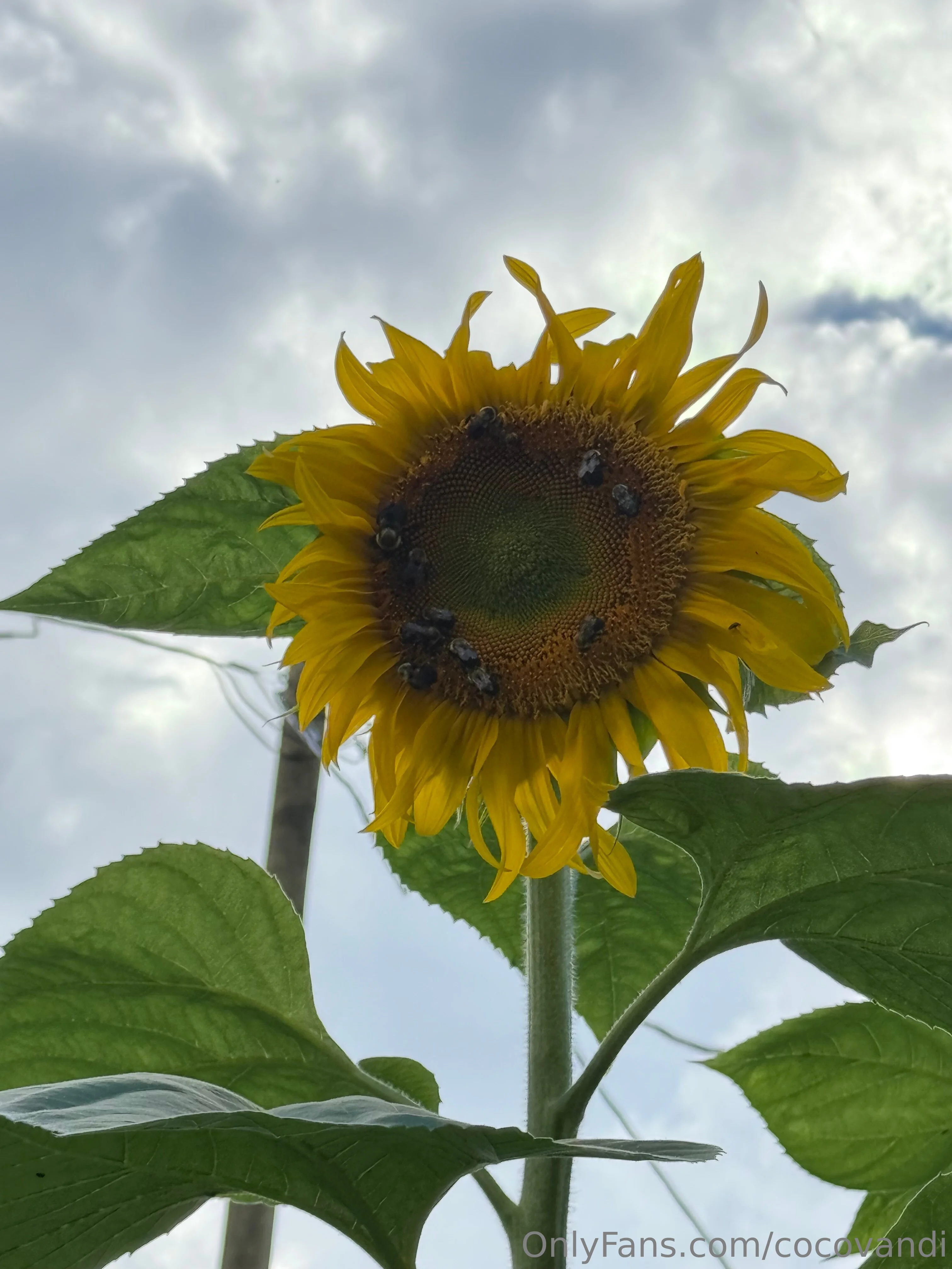 Coco Vandi OnlyFans premium content 5 - cocovandi exclusive collection