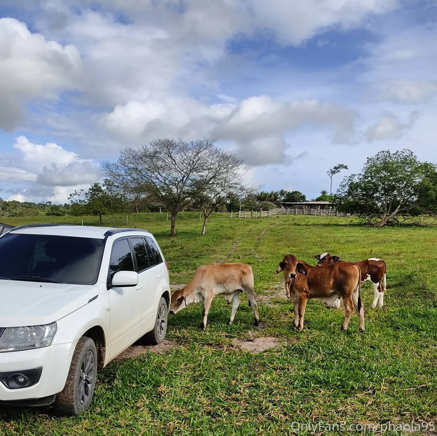 Phaola Sanchez OnlyFans premium content 8 - phaola95 exclusive collection