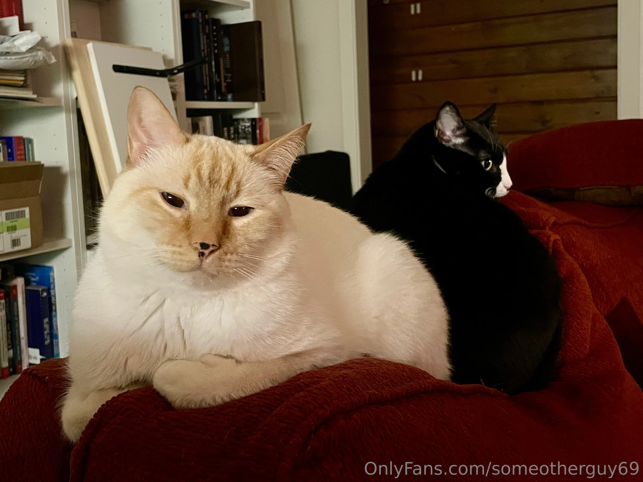 Мишка Michael 🐻‍❄️ OnlyFans premium content 2 - someotherguy69 exclusive collection