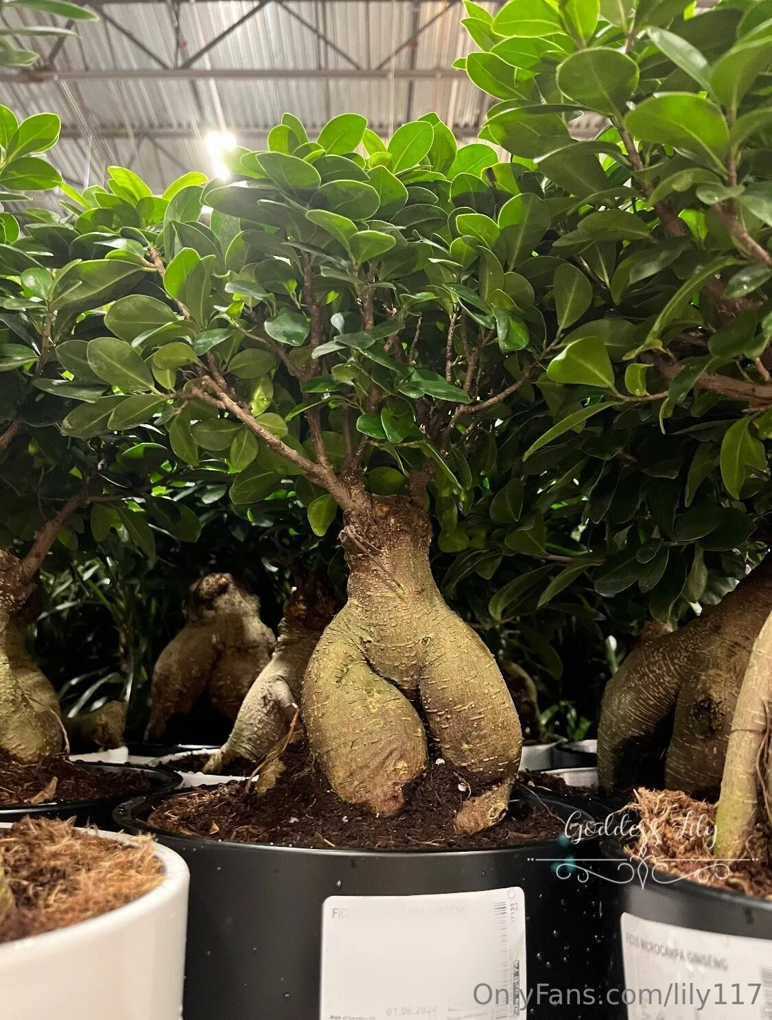 Lily OnlyFans premium content 4 - lily117 exclusive collection