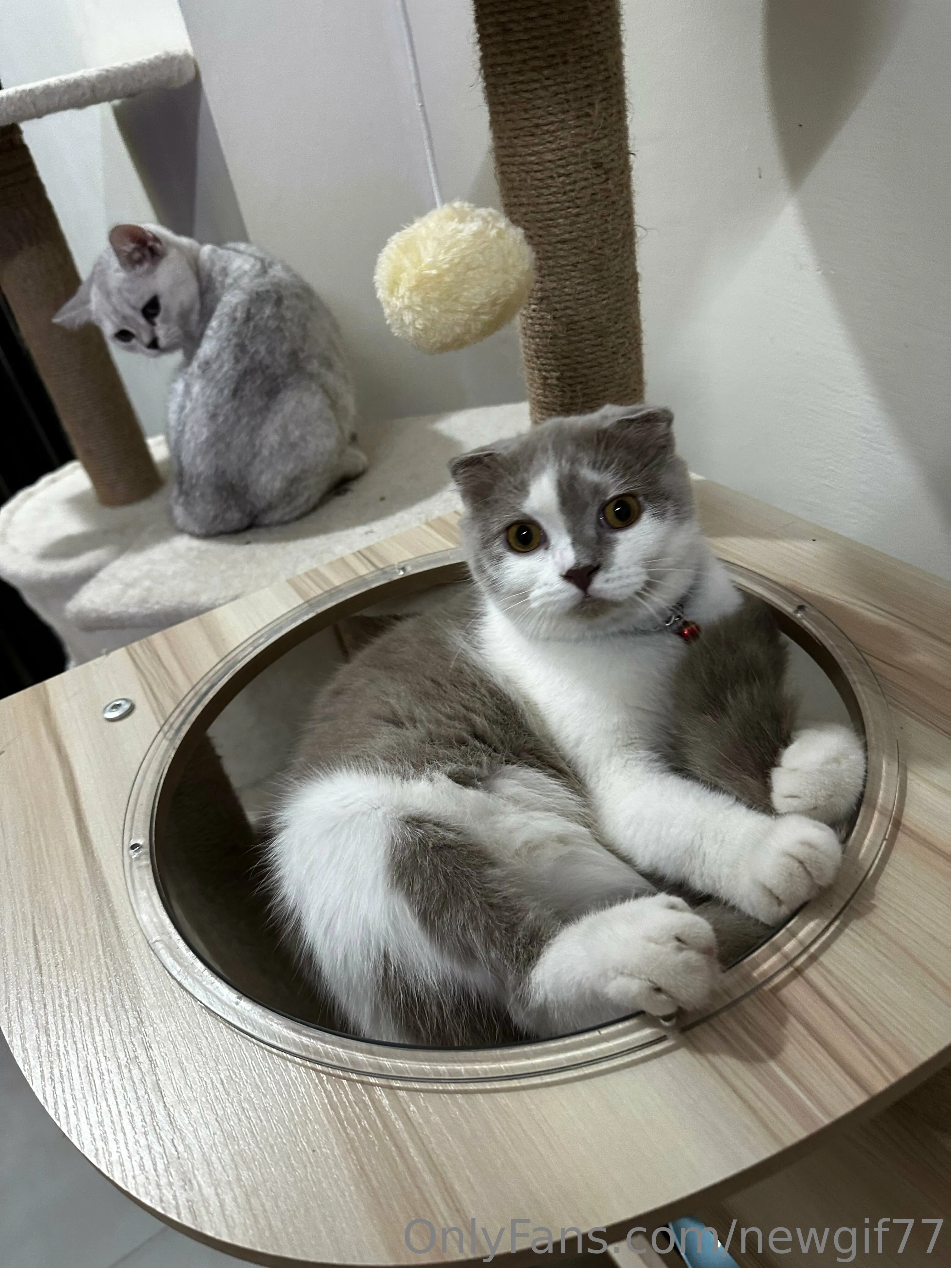 Onlyfans MyGIF Free 🏳️‍🌈 OnlyFans premium content 17 - newgif77 exclusive collection