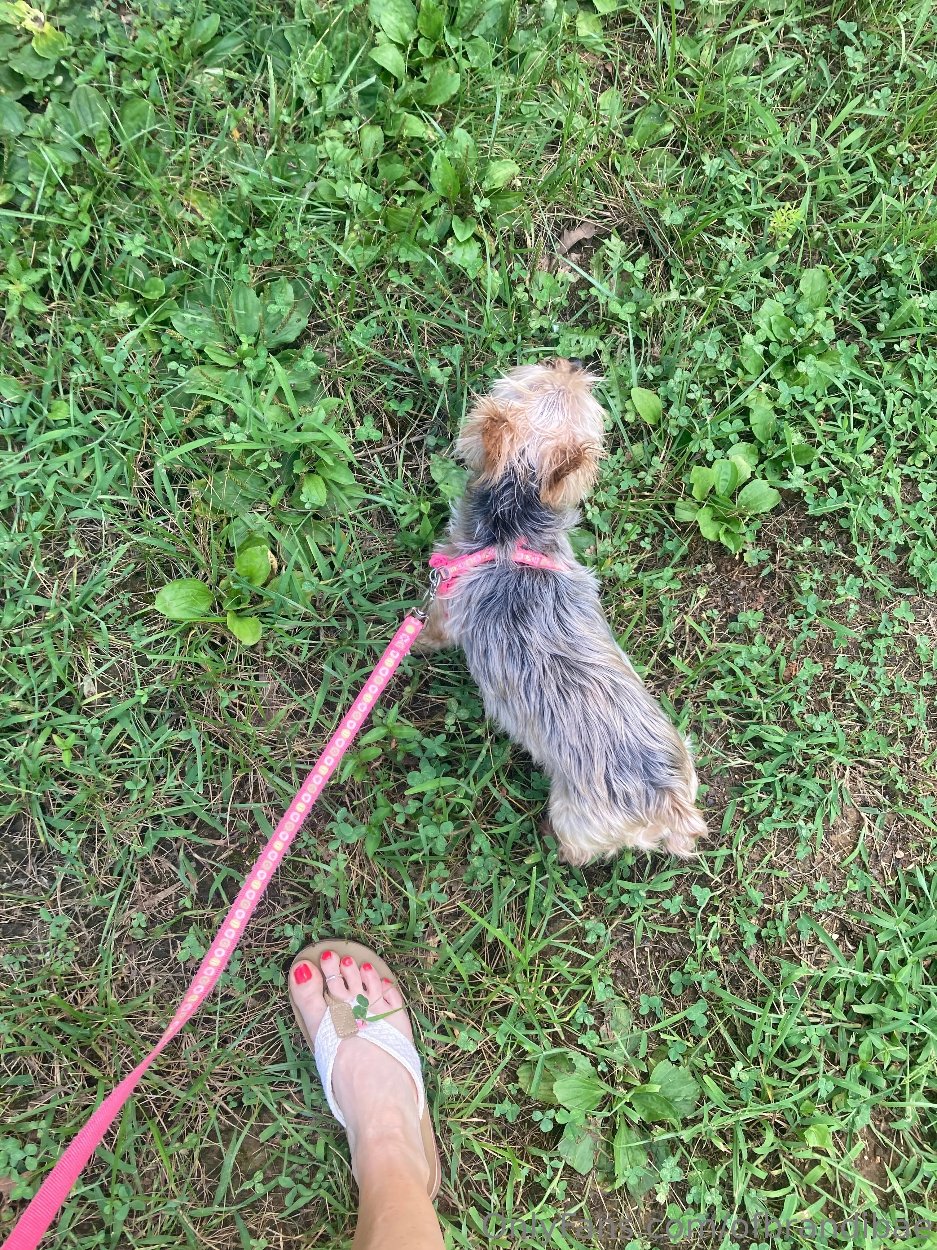 Brandi Bae OnlyFans premium content 3 - ofbrandibae exclusive collection