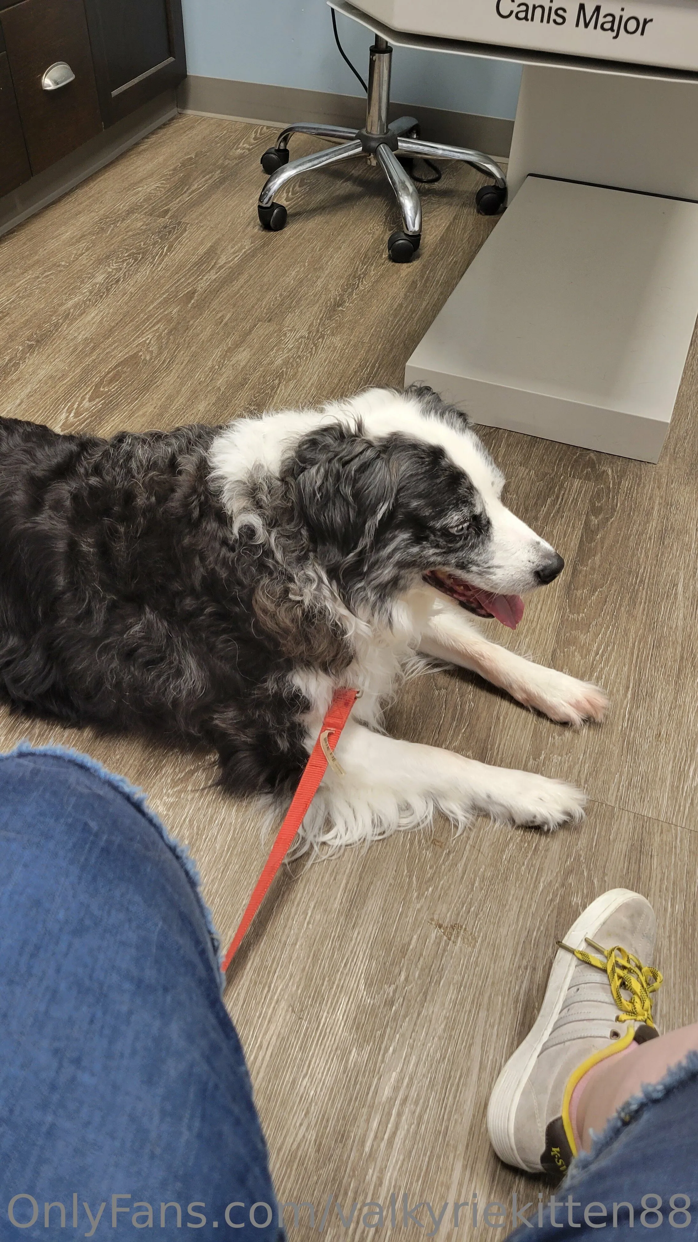 Kisa Kitten OnlyFans premium content 10 - valkyriekitten88 exclusive collection