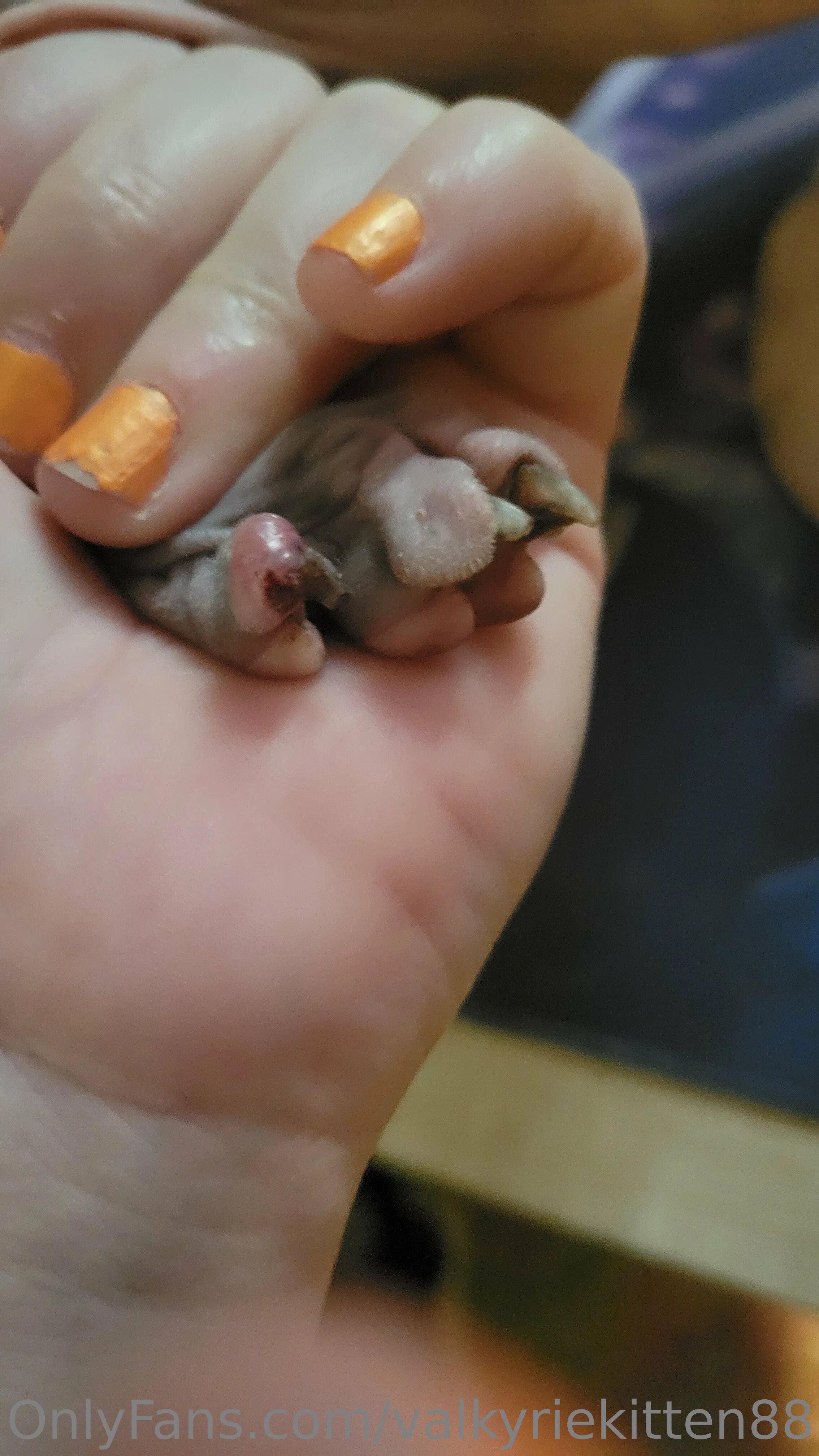 Kisa Kitten OnlyFans premium content 9 - valkyriekitten88 exclusive collection